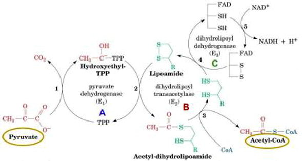 Ciclo do Ácido Cítrico e denominado Ciclo de Krebs ou ciclo do Ácido